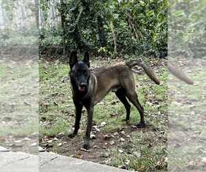 Belgian Malinois Puppy for sale in SPRINGFIELD, MO, USA