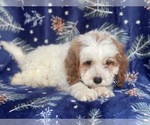 Small Photo #3 Cockapoo Puppy For Sale in LAKELAND, FL, USA