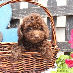 Poodle (Toy) Puppy for sale in GAP, PA, USA