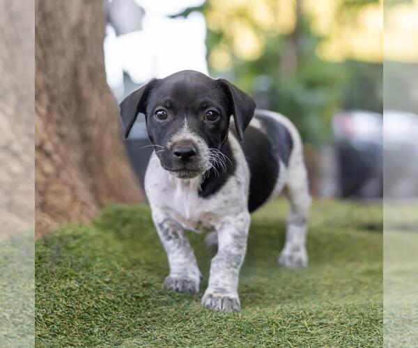 Medium Photo #4 Mutt Puppy For Sale in San Diego, CA, USA