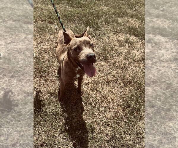 Medium Photo #7 Mutt Puppy For Sale in Abbeville, LA, USA