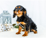 Small Photo #53 Cavalier King Charles Spaniel Puppy For Sale in WAKARUSA, IN, USA
