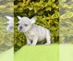 French Bulldog Puppy for sale in FISHER ISLAND, FL, USA