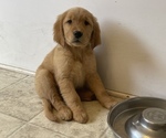 Puppy 4 Golden Retriever