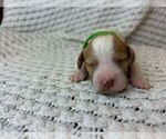 Puppy Puppy 1 Brittany