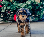 Puppy Puppy 3 Goldendoodle-Miniature Bernedoodle Mix