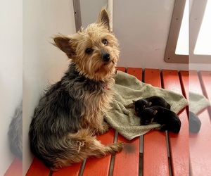 Mother of the Yorkshire Terrier puppies born on 01/11/2026