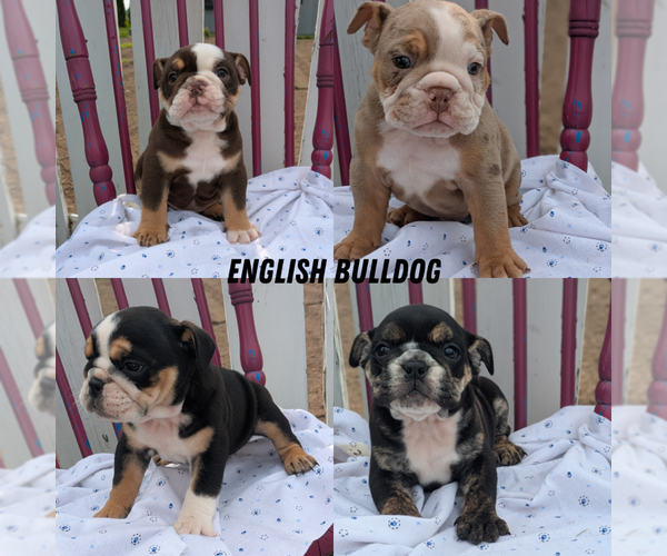 Medium Photo #10 English Bulldog Puppy For Sale in GOSHEN, IN, USA