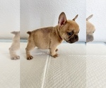Puppy 3 French Bulldog
