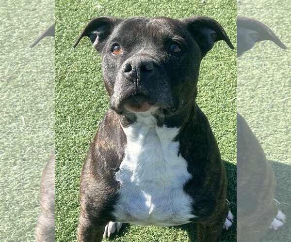 Medium Photo #5 American Pit Bull Terrier-Unknown Mix Puppy For Sale in Sykesville, MD, USA