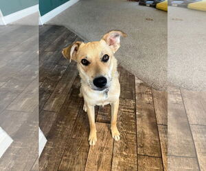 Mutt Dogs for adoption in Sandy, UT, USA
