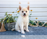 Puppy Pickle Pomsky