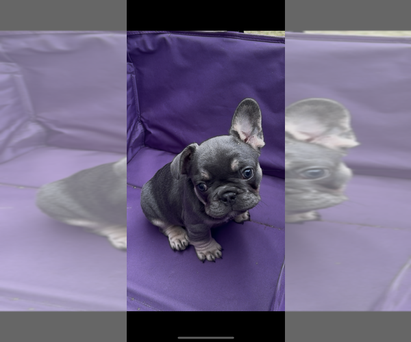 Medium Photo #1 French Bulldog Puppy For Sale in HANCEVILLE, AL, USA