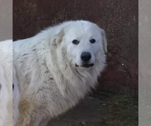 Medium Photo #1 Great Pyrenees Puppy For Sale in BRIGHTON, IA, USA