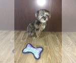 Small Photo #14 Poodle (Toy)-Yorkshire Terrier Mix Puppy For Sale in LAPEER, MI, USA