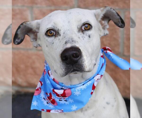 Medium Photo #1 American Staffordshire Terrier Puppy For Sale in San Antonio, TX, USA