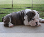 Small Photo #4 English Bulldog Puppy For Sale in LA VERNIA, TX, USA