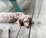 Image preview for Ad Listing. Nickname: Nutmeg