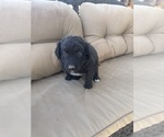 Small #2 Australian Shepherd