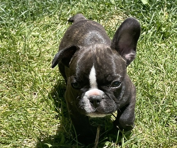 Medium Photo #1 French Bulldog Puppy For Sale in SILT, CO, USA