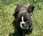 Small Photo #1 French Bulldog Puppy For Sale in SILT, CO, USA