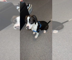 Basset Hound-Dalmatian Mix Puppy for sale in COLUMBIA, KY, USA
