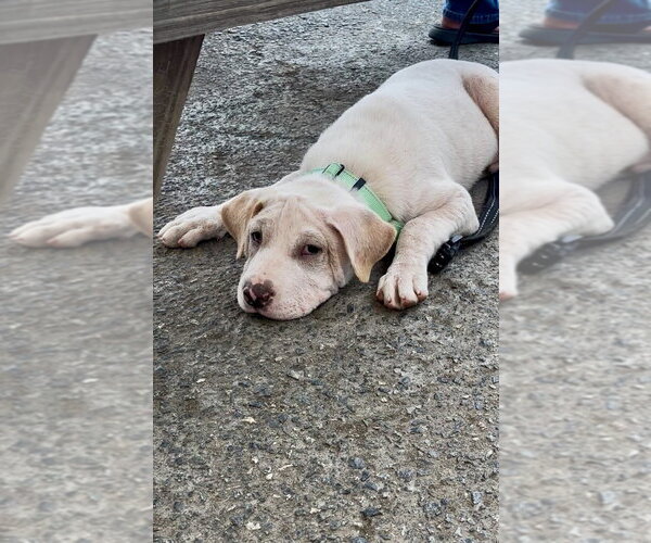 Medium Photo #2 Labrador Retriever-Unknown Mix Puppy For Sale in Mooresville, NC, USA