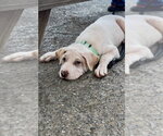 Small Photo #2 Labrador Retriever-Unknown Mix Puppy For Sale in Mooresville, NC, USA