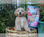 Puppy Woodstock Goldendoodle