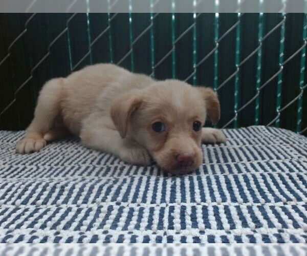 Medium Photo #1 Mutt Puppy For Sale in Downey, CA, USA