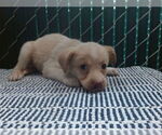 Small Mutt