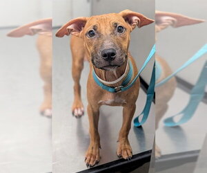American Pit Bull Terrier-Unknown Mix Dogs for adoption in Fort Lauderdale, FL, USA