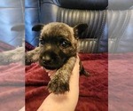 Small Photo #2 Cairn Terrier Puppy For Sale in DAYTONA BEACH, FL, USA