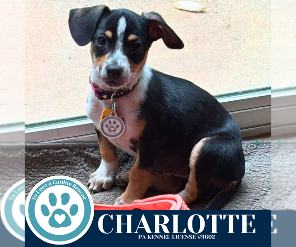 Medium Photo #1 Chiweenie Puppy For Sale in Kimberton, PA, USA
