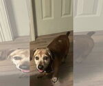 Small #2 Mutt