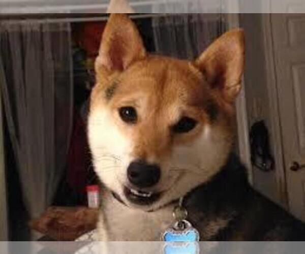 Medium Photo #1 Shiba Inu Puppy For Sale in HARTVILLE, MO, USA