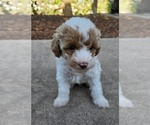 Puppy 2 Miniature Labradoodle