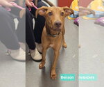 Small #1 Rhodesian Ridgeback Mix