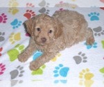 Small Photo #5 Cockapoo-Poodle (Miniature) Mix Puppy For Sale in ORO VALLEY, AZ, USA
