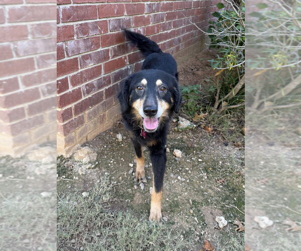 Medium Photo #2 Australian Shepherd-Unknown Mix Puppy For Sale in Boston, MA, USA