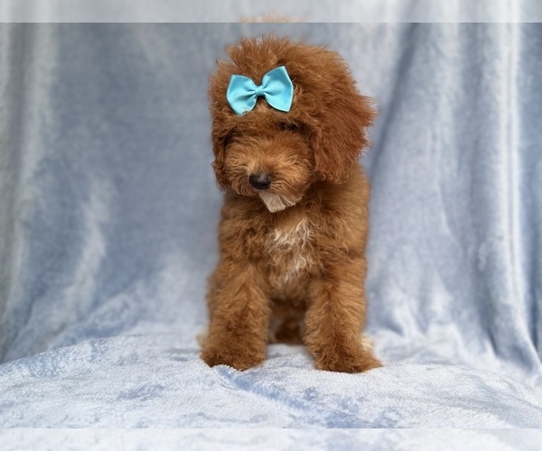 Medium Photo #2 Cockapoo (Miniature) Puppy For Sale in LAKELAND, FL, USA