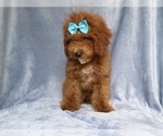 Small #1 Cockapoo (Miniature)