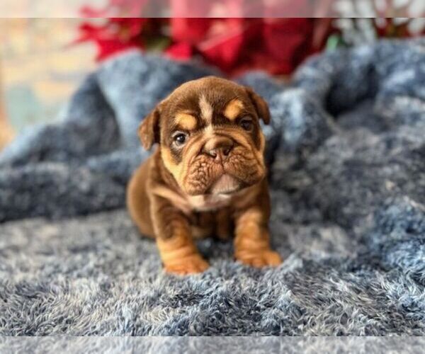 Medium Photo #3 English Bulldog Puppy For Sale in OOLOGAH, OK, USA