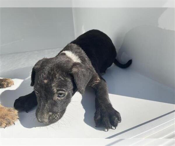 Medium Photo #1 Labrador Retriever-Unknown Mix Puppy For Sale in Houston, TX, USA