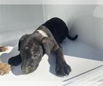 A663868 - Male Labrador Retriever-Unknown Mix Dog for Adoption - Small photo