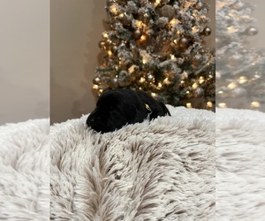 Medium Labrador Retriever