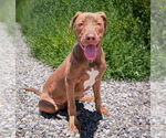 Small #1 American Pit Bull Terrier Mix