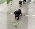 Small Photo #4 Doberman Pinscher Puppy For Sale in BOUCKVILLE, NY, USA