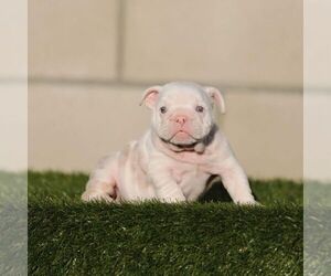 English Bulldog Puppy for sale in HOUSTON, TX, USA