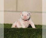 Small English Bulldog